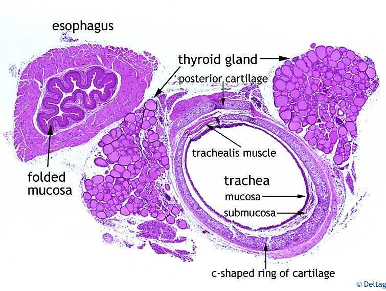 Smooth muscle (trachealis muscle in the trachea) extends between the open ends of these cartilages.