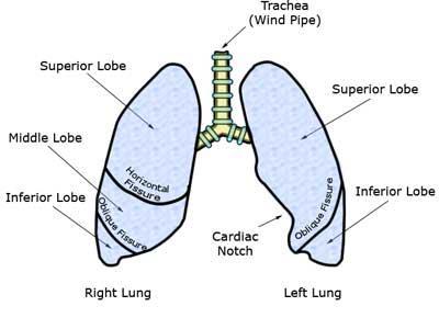 The lungs are divided into lobes.