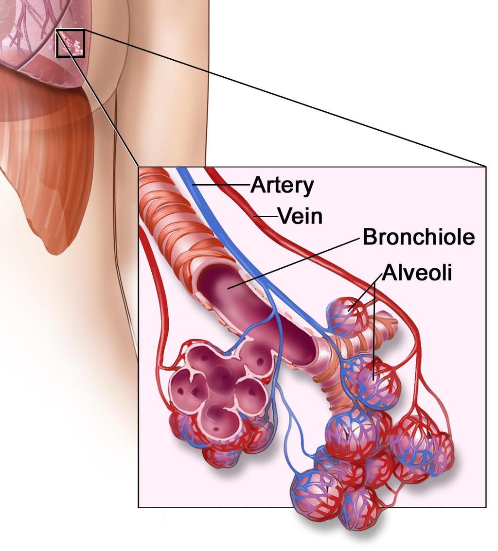 9. Alveoli (Alveolus): Bronchioles eventually end with a cluster