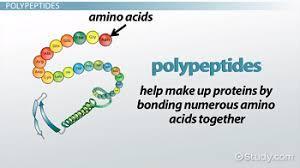 This bond is called a peptide bond.