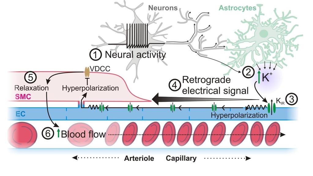 Supplementary Figure 13 Proposed mechanism for K + regulation of CBF. Neural activity (1) leads to an increase in local K + around capillaries (2).