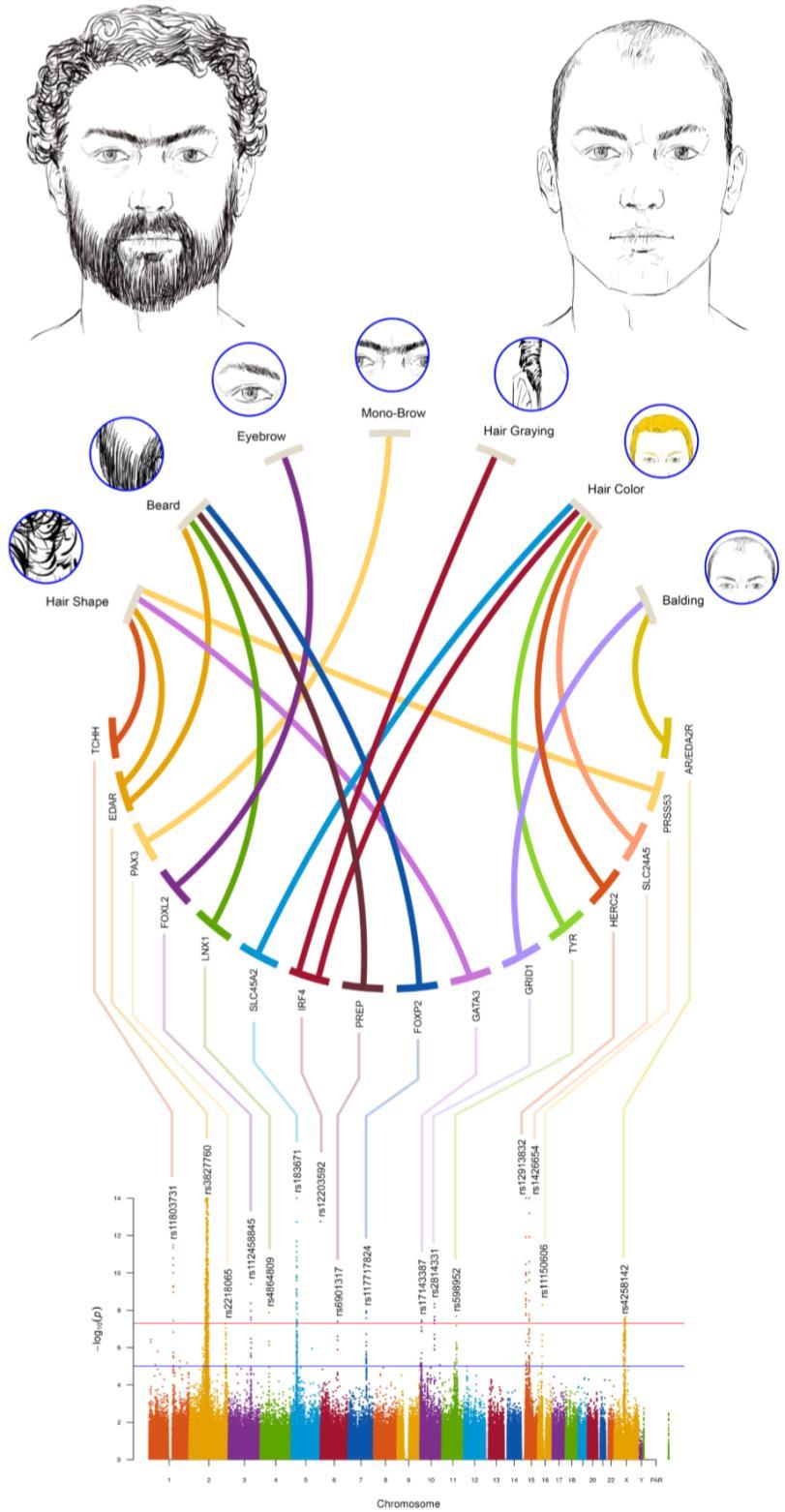 THE GENETIC BASIS OF VARIATION IN FACIAL AND SCALP HAIR: A GENOME-WIDE ASSOCIATION STUDY IN ADMIXED LATIN AMERICANS Kaustubh Adhikari Carla Gallo Andrés RuizLinares GWAS in > 6,000 Latin Americans