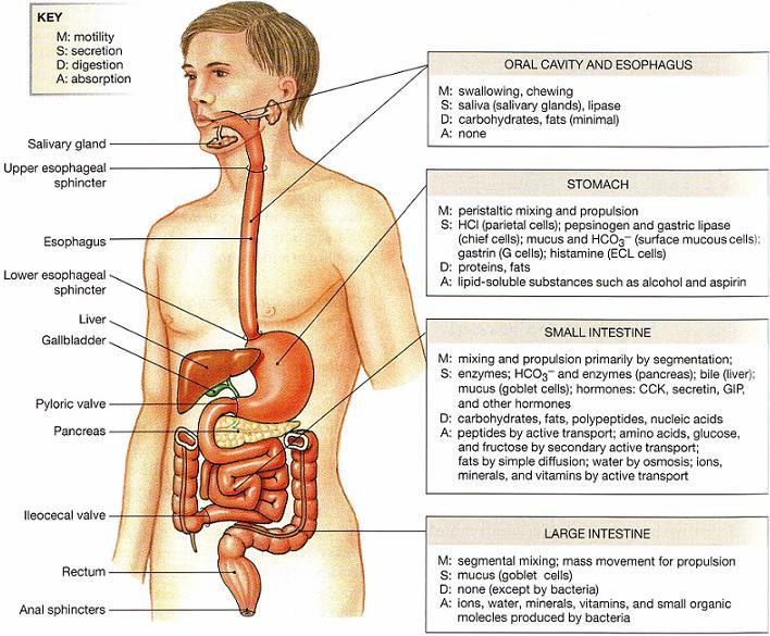 Summary of digestive functions