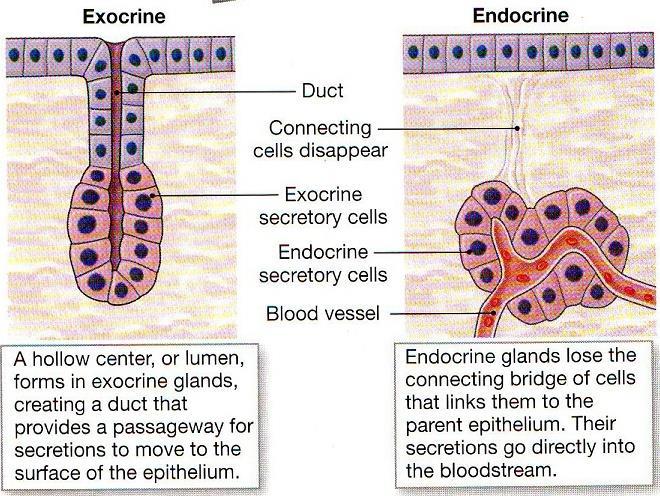 Secretion includes both exocrine and endocrine secretions Exocrine - the release of saliva, acids, digestive enzymes,