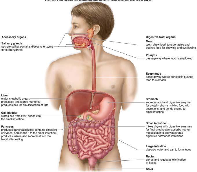The digestive system and