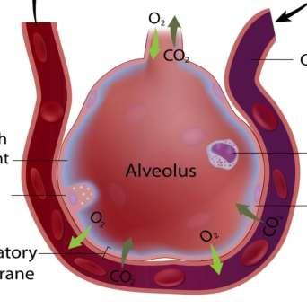 to be deposited in alveoli Inside the alveoli, the host s immune system