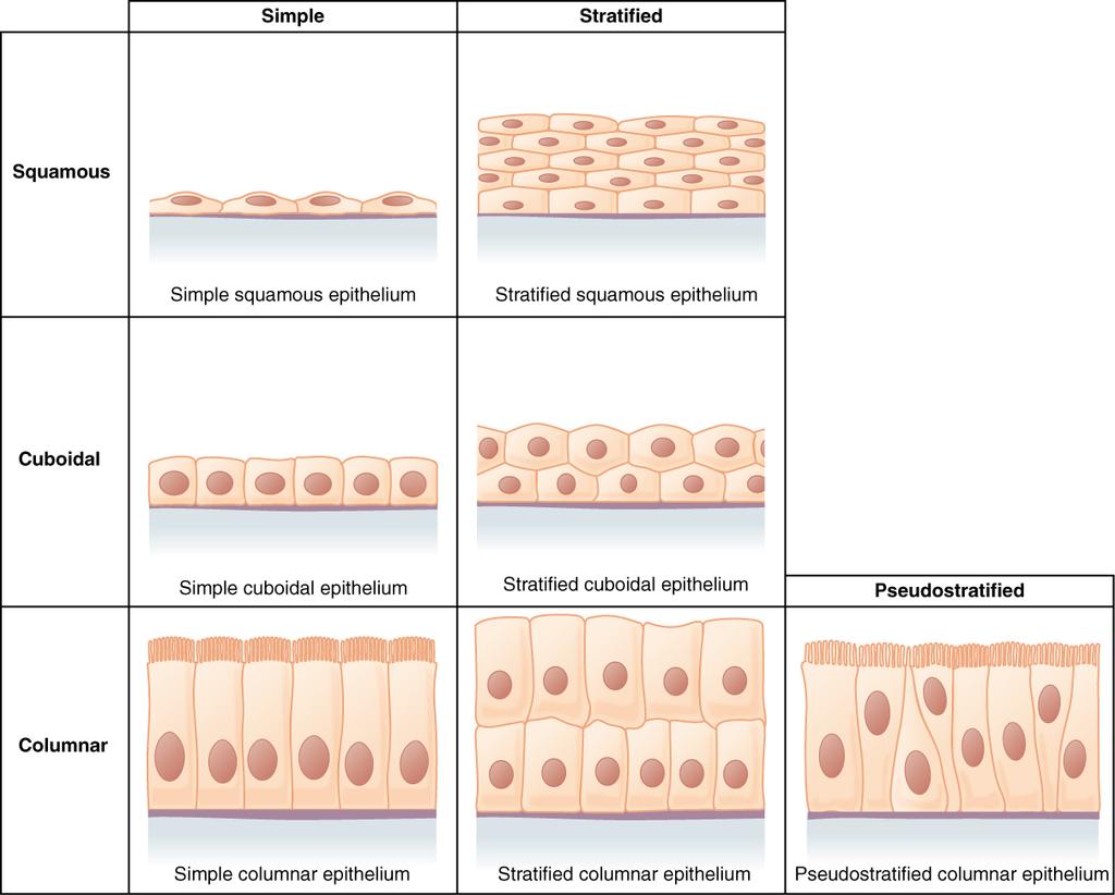 OpenStax-CNX module: m50425 3 Cells of Epithelial Tissue Figure 1: Simple epithelial tissue is organized as a single layer of cells and stratied epithelial tissue is formed by several layers of cells.