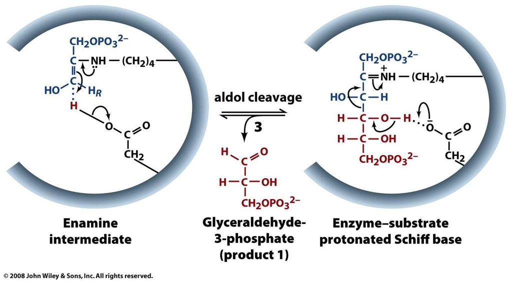 Figure 15-5 part 3 Enzymatic