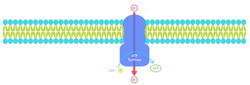 CONCEPT: PHOTOPHOSPHORYLATION Photosystem II reaction center contains chlorophyll P680, provides electrons for noncyclic electron flow Splits water to replace