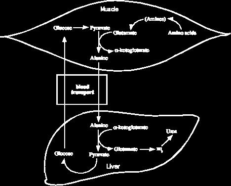 CONCEPT: AMINO ACID OXIDATION Glutamine synthetase makes glutamine to send to the liver (glutamate + ATP + NH4 + à glutamine + ADP + Pi) Glutamine enters the mitochondria, and is broken down into