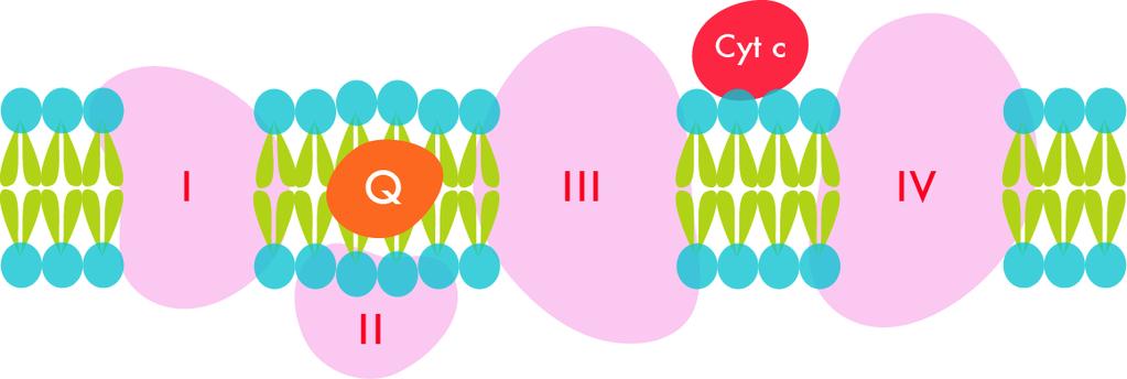 cyt a Iron sulfur proteins (Fe-S) normally carry 1-2 electrons, some can carry 4, Fe complexed in by cys residues