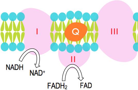 CONCEPT: OXIDATIVE PHOSPHORYLATION NADH can pass its electrons to FAD via mitochondrial glycerol 3-phosphate dehydrogenase NADH à NAD + to reduce DHAP à glycerol