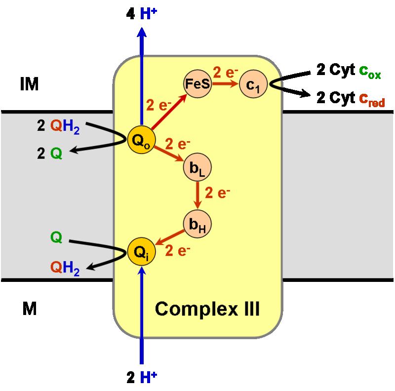 CONCEPT: OXIDATIVE PHOSPHORYLATION Complex I (NADH dehydrogenase) pumps 4H + into