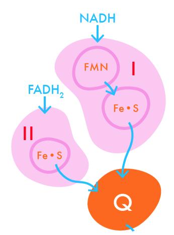 protons into intermembrane space, prosthetic groups: heme and Fe-S Q cycle electron