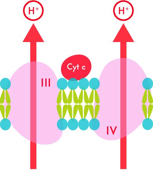 space, prosthetic group: heme and copper Cyt c donates electrons to Cu in complex IV, 4cyt