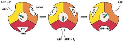 the mitochondria Phosphate translocase phosphate symporter that uses the proton motive force ATP synthase has two