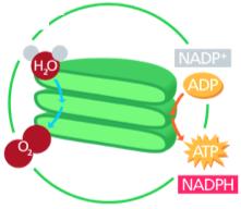 photopigments, and organic molecules embedded in the thylakoid membrane Light harvesting complex system of many chlorophyll, carotenoids, and other photopigments, acts as antennae - Pigment antennae