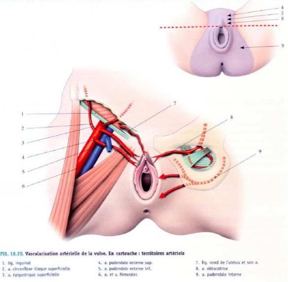 REMINDER : VASCULARIZATION Arteries : Upper part of the vagina : Vesico-vaginal a. (uterine a. branch) Cervico-vaginal a.