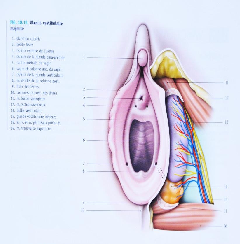 REMINDER Do not inject : Intravascularly (IV) The clitoris Cavernous bodies The anterior