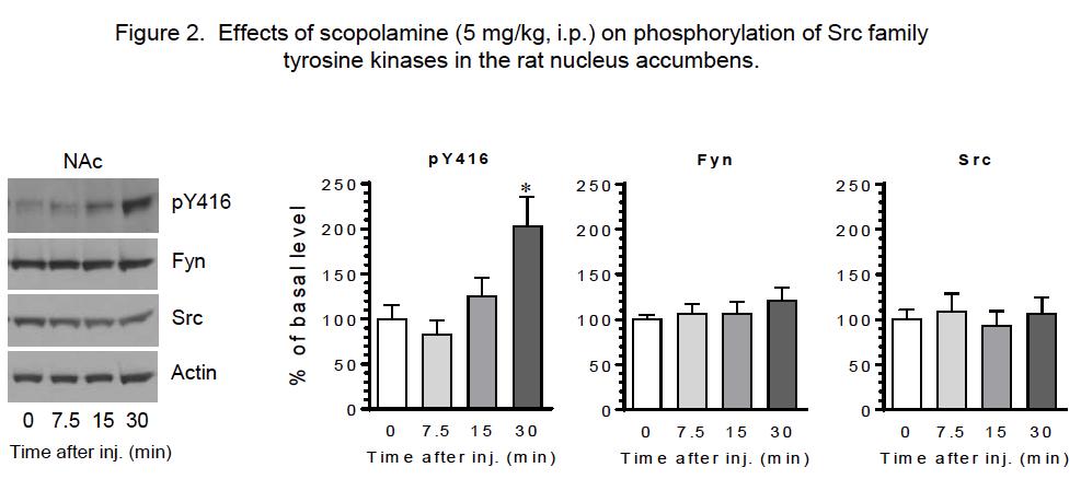 A B C D Fig. 1. (A) Representative immunoblots showing effects of scopolamine on py416 phosphorylation, Fyn total, Src total, and Actin (control) in the caudate putamen.