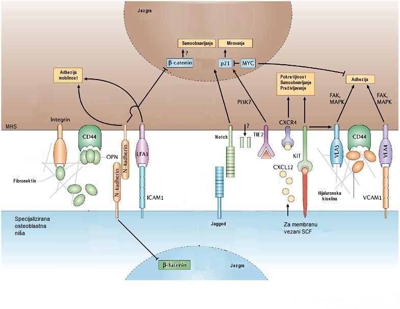Slika 1. Model veze MHS-a i endostealne niše CXCL12 ligand kemokina 12 (engl. Chemokine Ligand 12); CXCR4 receptor kemokina 4, FAK fokalna adhezijska kinaza (engl.