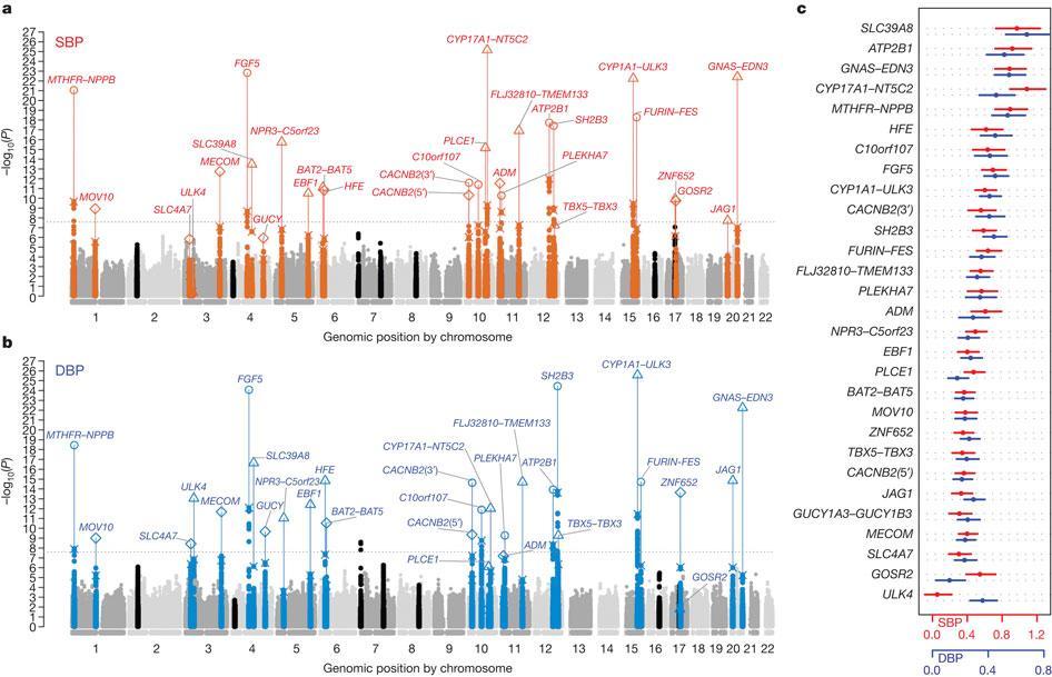 Genome-wide log 10 P-value plots and effects for significant loci related to BP SBP DBP Genetic variants