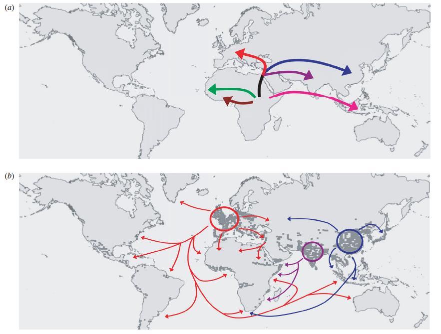 The spread of MTB lineages Out-of-and-back-to- Africa Homo sapiens and Mycobacterium tuberculosis have co-evolved Expect variation in MTB genes encoding antigens attempt to