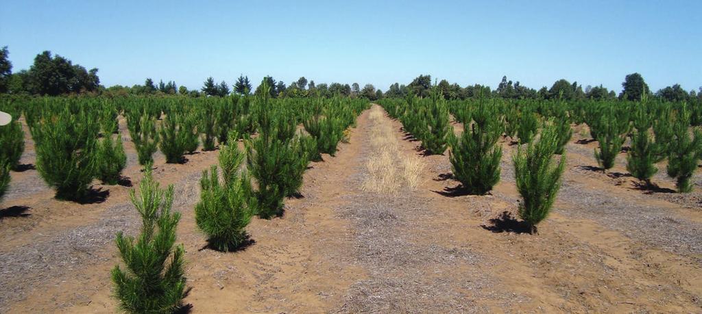It uses low amounts of fertilizer by weight thus reducing freight and handling costs. The early spike in growth helps trees to overcome weed, pest and grazing pressure.