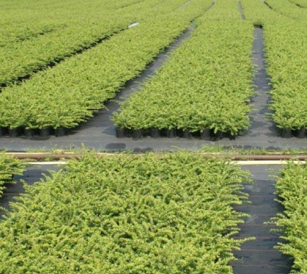 for young plants General recommendations * Basacote Plus, trial results nursery stock Lonicera nitida Maigrün, 6 M-types Shoot lenght at end of trial cm 45 4 35 42.55 39.