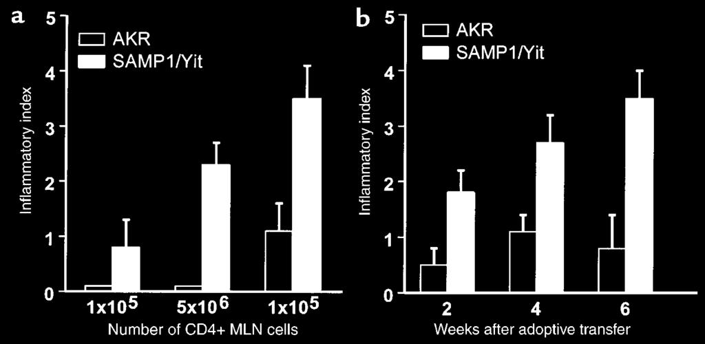 Figure 5 Severity of ileitis after adoptive transfer of CD4 + MLN cells. (a) Dose response of transferred CD4 + MLN cells from 30-week-old AKR and SAMP1/Yit mice, 6 weeks after transfer.