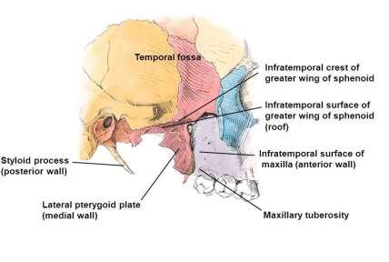 lateral wall: is the temporalis fascia medial wall [floor]: is the part of the side of the skull that includes the pterion, where the frontal, the parietal and the temporal bones articulate with the