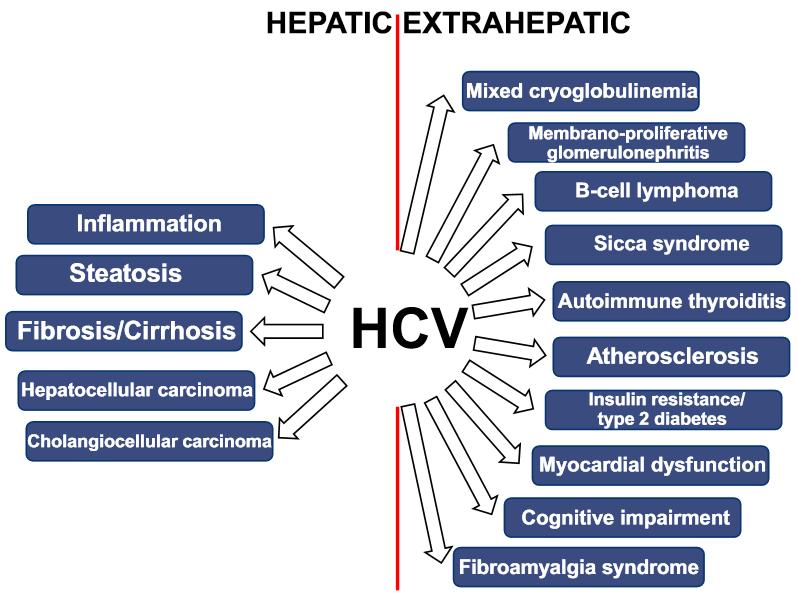 HCV, MetS and its complications Prevalence of extrahepatic manifestations in patients with HCV infection 2TDM (15%) Chronic kidney or end stage renal disease (16%)