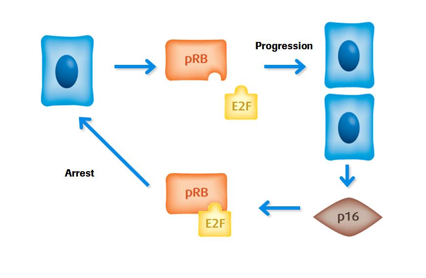 Normal Cell Cycle Progression Release of E2F from prb results in cell cycle progression, mitotic replication and lowlevel expression of p16 p16 protein facilitates