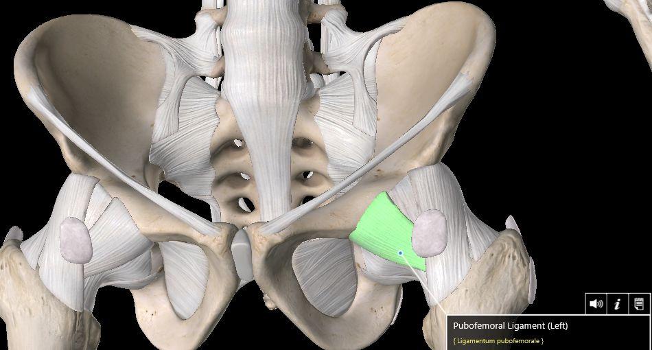Ligaments Pubofemoral Ligament Thickened portion of articular capsule From: Pubic part