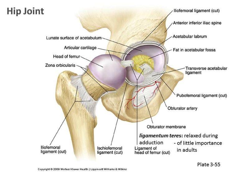 Ligaments Ligament of the Head of the Femur Also called round ligament Flat, triangular band From: Fossa of the acetabulum To: Fovea