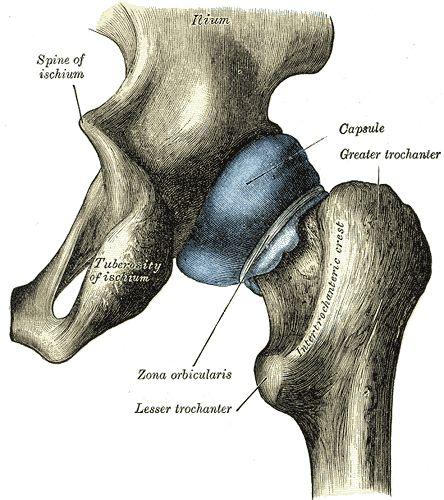 Ligaments Zona Orbicularis Also referred as annular ligament Ligament on the neck of the femur Formed by