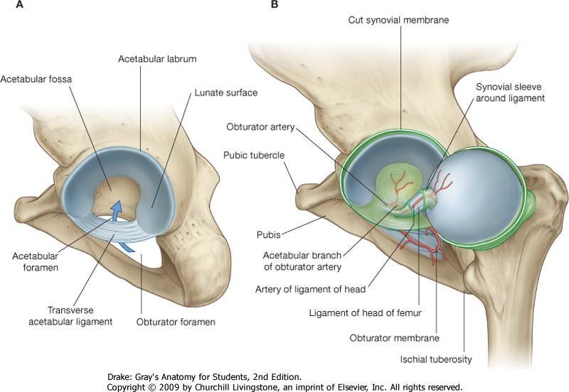 Ligaments Transverse Ligament of the Acetabulum Joins the inferior ends of the labrum, crosses acetabular notch
