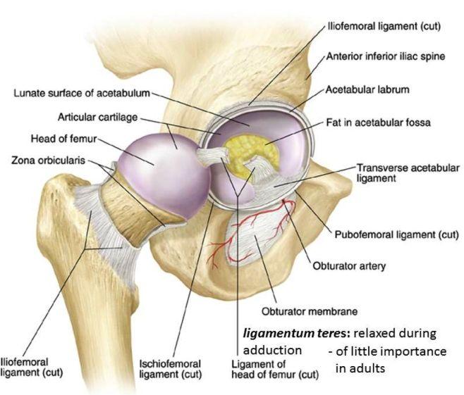 Cartilage Acetabular Labrum Ring of cartilage that surrounds the acetabulum of the hip Articular Cartilage of Head