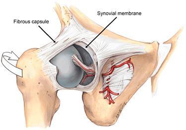 Articular Capsule Fibrous Layer Attaches to rim of the acetabulum to neck of the femur