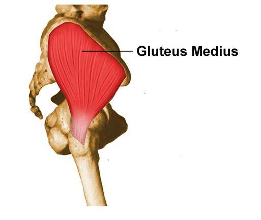 Muscles: Gluteus Medius O: Dorsal of ilium inferior to iliac crest I: Greater trochanter of femur A: Abducts & medially rotates hip N: Superior gluteal nerve R: L4, L5, S1 S: Add: