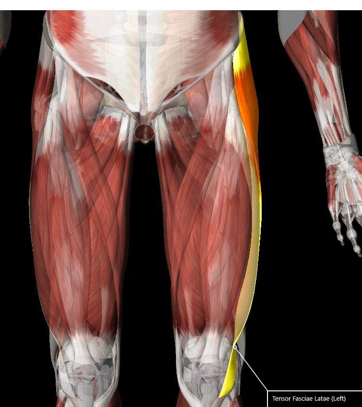 Muscles: Tensor Fasciae Latae O: Anterior superior iliac spine & anterior iliac crest I: Tibia by way of iliotibial tract A: Flexes & abducts thigh at hip joint N: Superior gluteal nerve R: