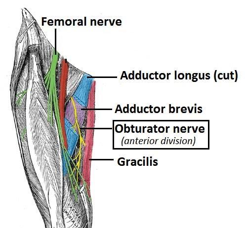 (longus & brevis) - Obturator nerve