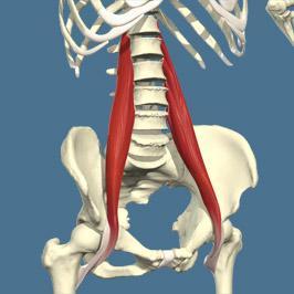 Muscles: Psoas Major O: Transverse processes of L1-L5 I: Lesser trochanter A: Hip/thigh flexion N: Lumbar nerves (L1-L3) R: L1-L3 S: Hip flex: rectus