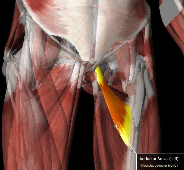 Muscles: Adductor Brevis O: Anterior surface of the inferior ramus of the pubis I: Pectineal line, medial lip of linea aspera of femur A: Adducts,