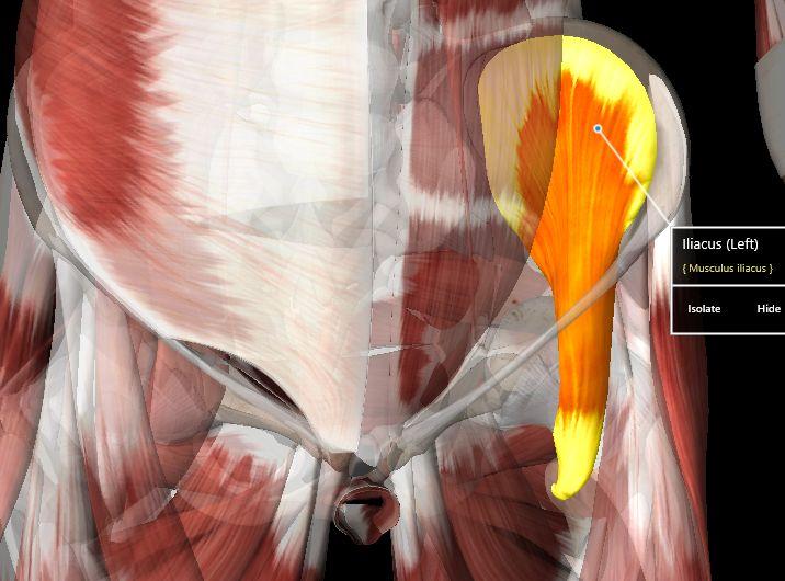 Muscles: Iliacus O: Iliac crest, fossa, anterior sacroiliac ligament I: Lesser trochanter A: Hip & thigh flexion N: Femoral R: L2-L3 S: Hip Flex: rectus