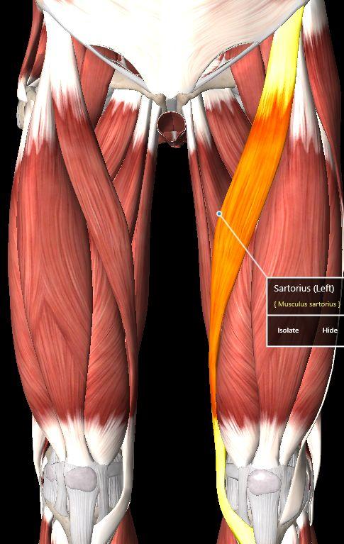 Muscles: Sartorius O: Anterior superior iliac spine I: Upper medial surface of body of tibia A: Flexes knee; flexes, abducts, & laterally rotates hip N: Femoral nerve R: L2-L3 S: Hip Flex: rectus