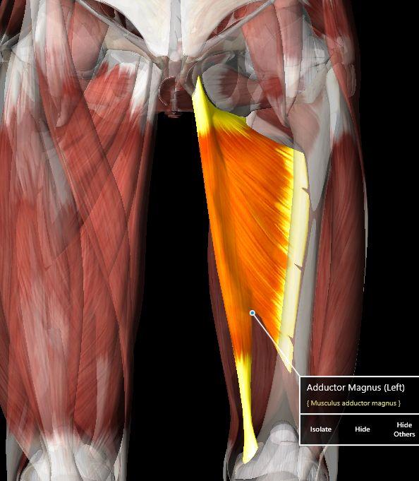 Muscles: Adductor Magnus O: Inferior ramus of pubis and ischium to ischial tuberosity I: Linea aspera of femur, medial supracondylar line & adductor tubercle A: Adducts thigh, superior