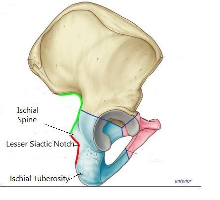 Bones: Ischium Portion Ischial Spine