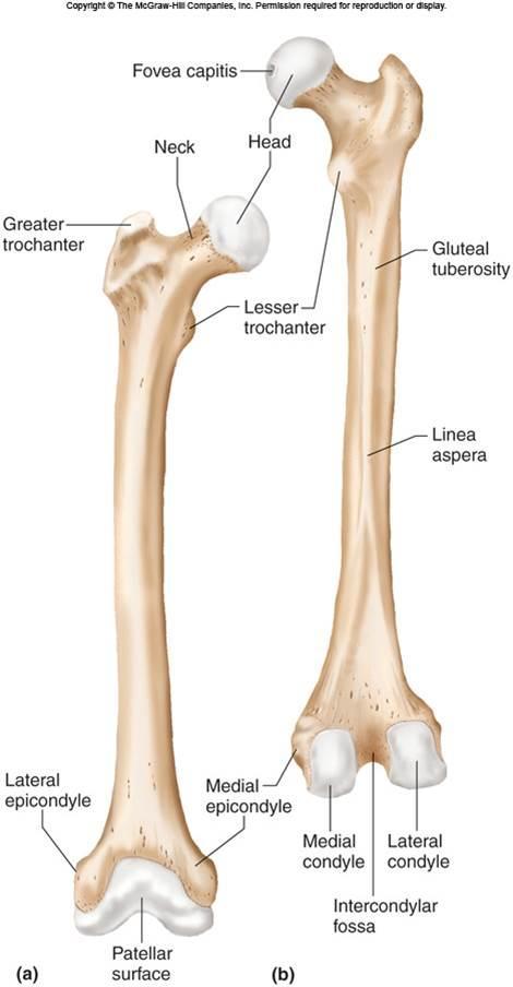 Bones: Femur Head Greater trochanter Linea aspera