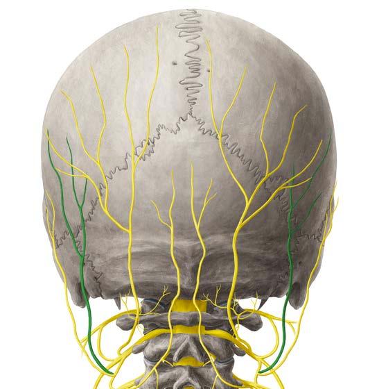 Greater Occipital Nerve (C2) Third
